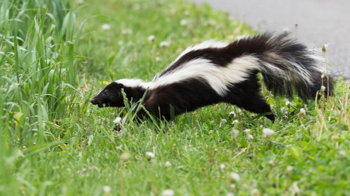 Rabid Skunks Detected After Zoo Visitor Bitten, Prompting Public Health Alert in Sacramento