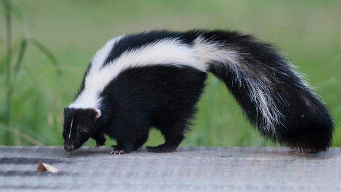 Rabid Skunks Detected After Zoo Visitor Bitten, Prompting Public Health Alert in Sacramento