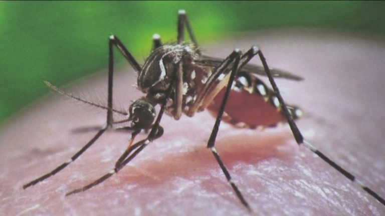 San Diego County Reports First Locally Acquired Dengue Fever Case, Launches Emergency Mosquito Control Efforts