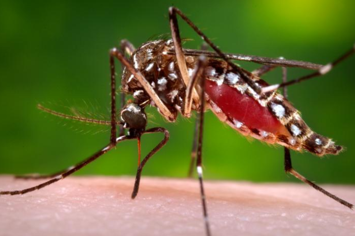 San Diego County Reports First Locally Acquired Dengue Fever Case, Launches Emergency Mosquito Control Efforts