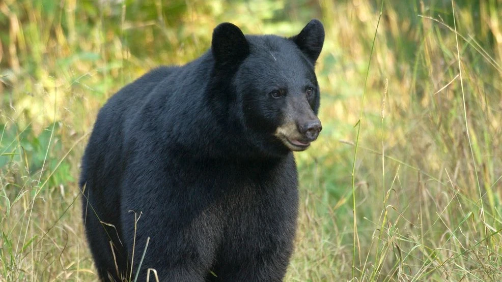 Trichinellosis Outbreak in North Carolina Linked to Undercooked Bear Meat at Barbecue