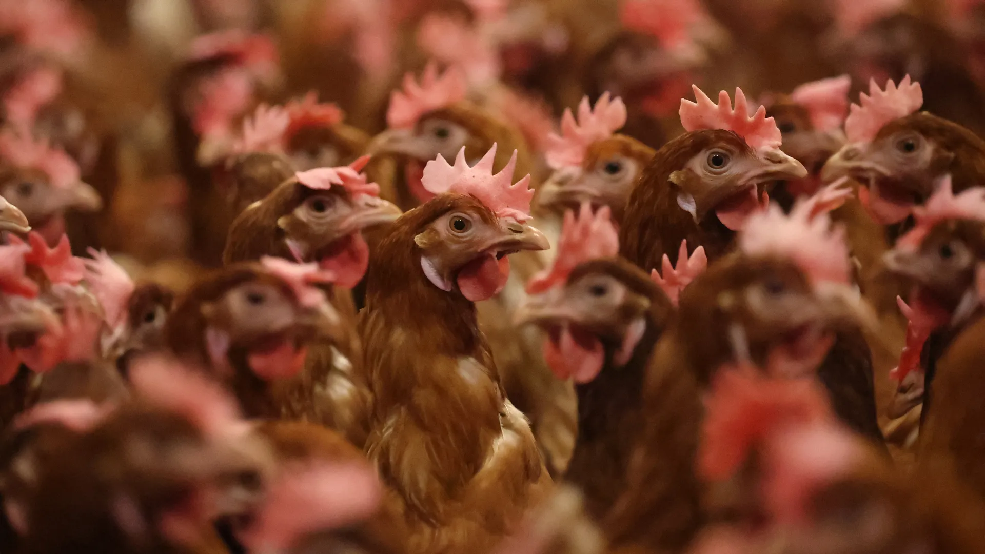 Washington State Investigates First Suspected Human H5 Bird Flu Cases Following Farm Outbreak