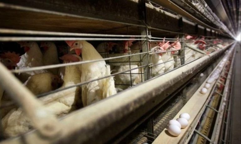 Washington State Reports First Suspected Human Cases of H5N1 Avian Influenza Among Poultry Workers Amid Ongoing Outbreak