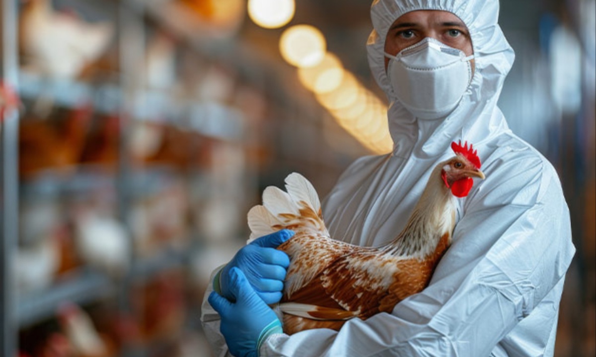 Bird Flu Outbreak Confirmed at Cornwall Farm as Containment Measures Intensify