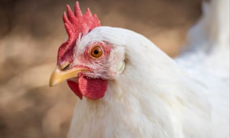 British Columbia Investigates First Possible Human Avian Flu Case in Canada Amid Poultry Outbreaks