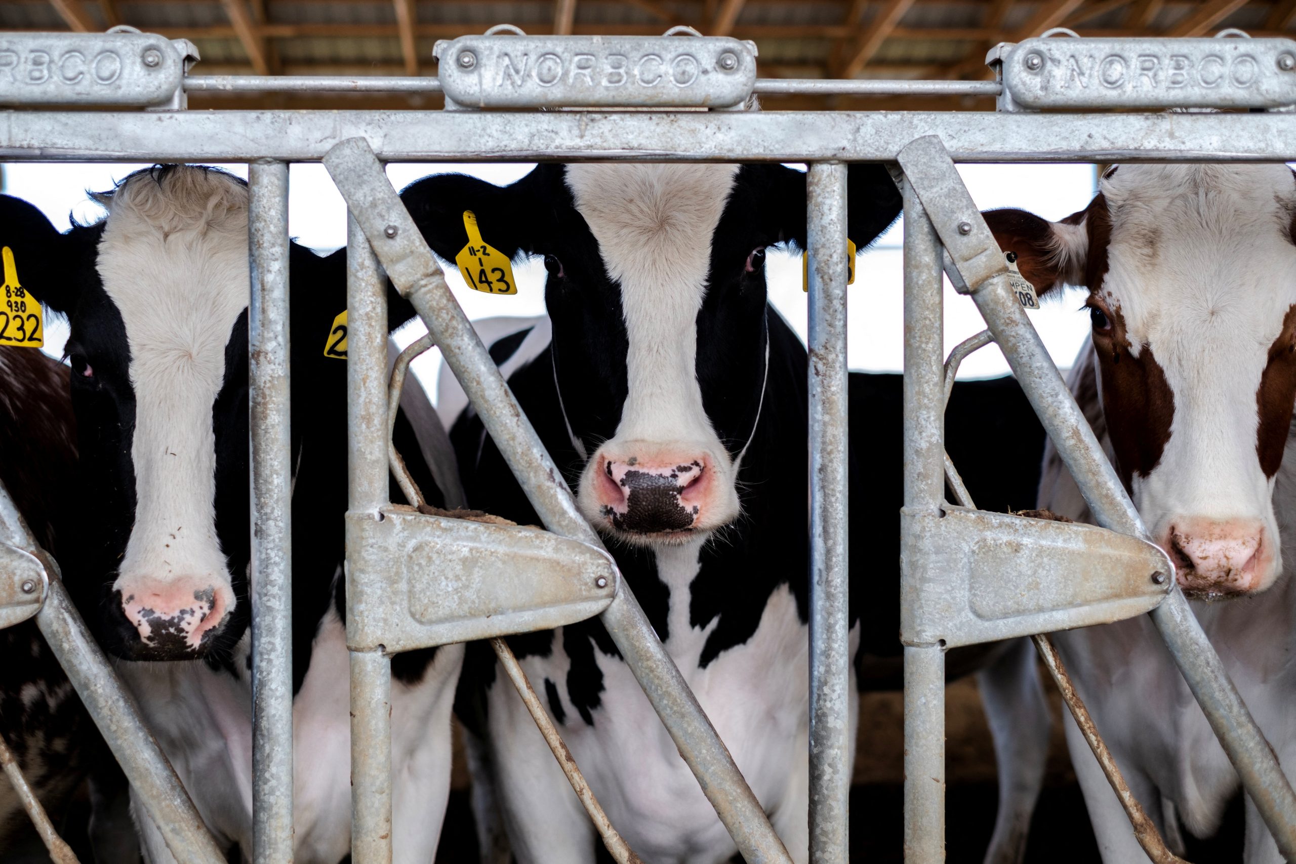 CDC Study Finds Higher Bird Flu Infection Rate Among Dairy Farm Workers, Calls for Enhanced Safety Measures