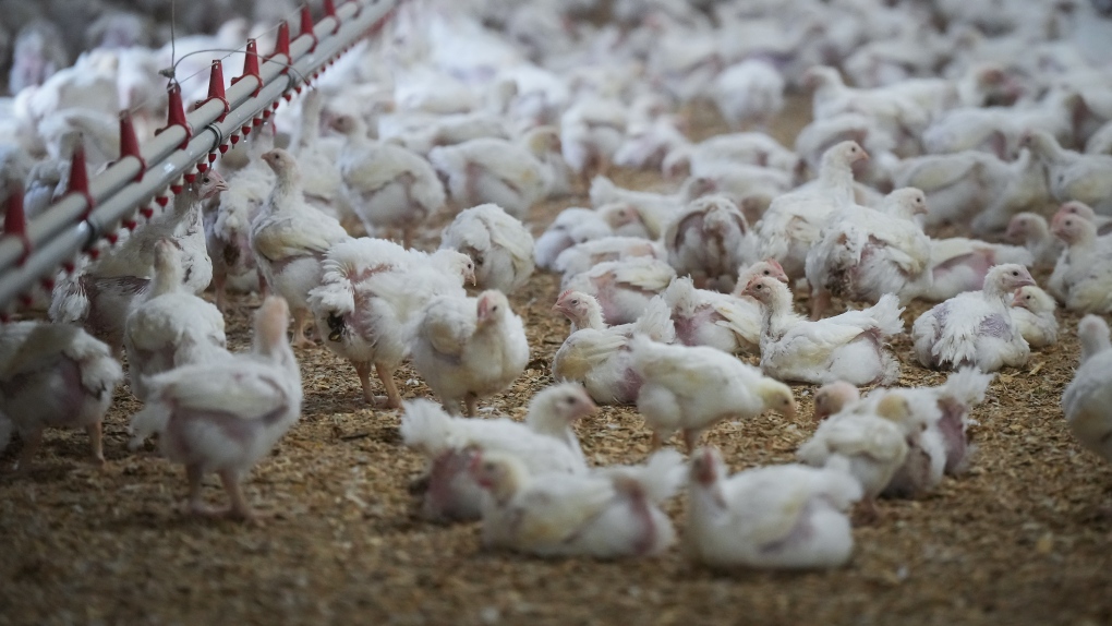 CDC Warns of Gaps in Bird Flu Testing Amid Rising Cases and Farm Worker Infections