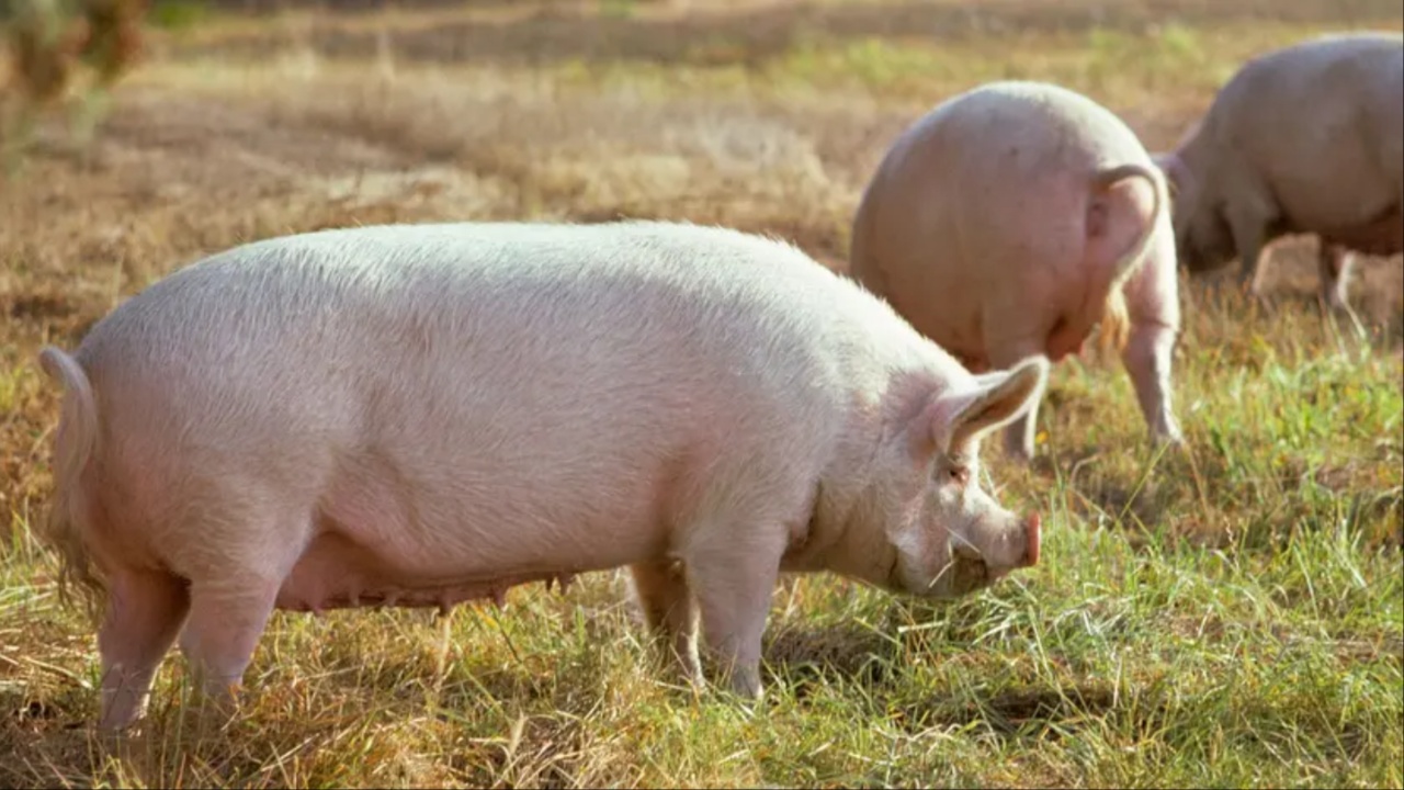 Oregon Pig Tests Positive for Bird Flu, Raising Pandemic Concerns Amid Rising Human Cases