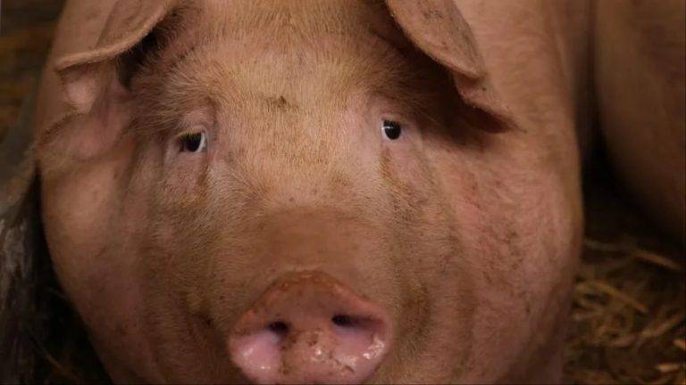 Oregon Pig Tests Positive for Bird Flu, Raising Pandemic Concerns Amid Rising Human Cases