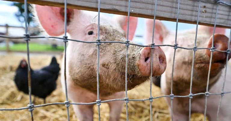 Pig Infected with H5N1 in Oregon Sparks Pandemic Concerns Over Avian Flu’s Adaptation to Mammals