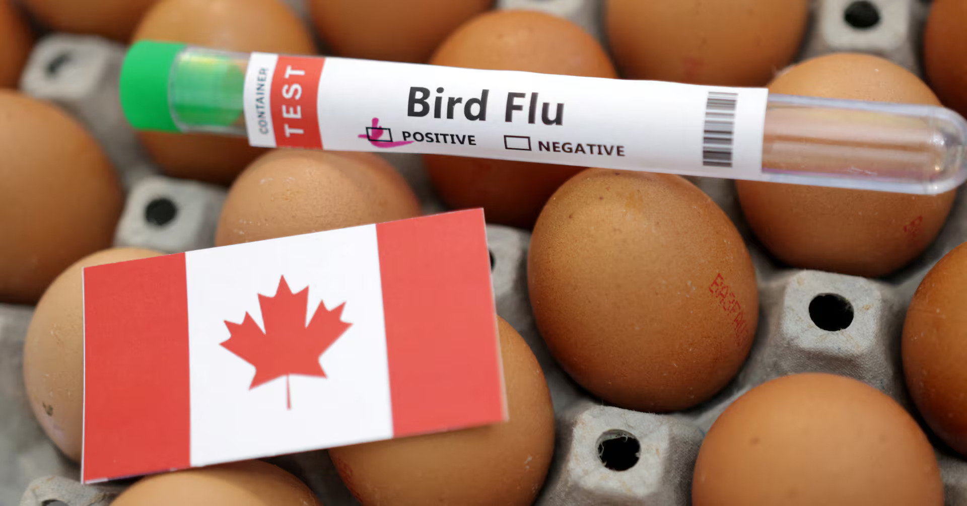 Teen in Canada Hospitalized with Rare Bird Flu Case, Sparking Public Health Concerns