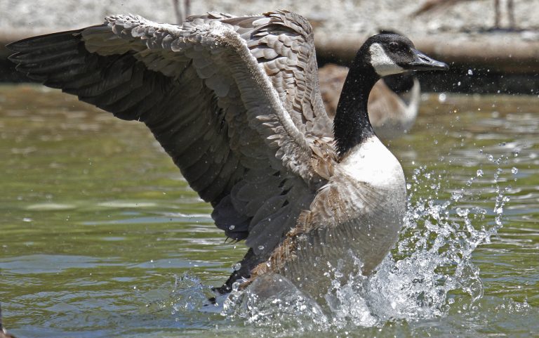 Bird Flu Detected in Arizona: Geese in Scottsdale Test Positive for H5N1 Amid Rising Cases