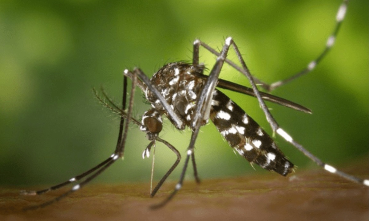 Dengue Deaths Surge Over 200% in 2024 Amid Climate Crisis, Straining Public Health Efforts